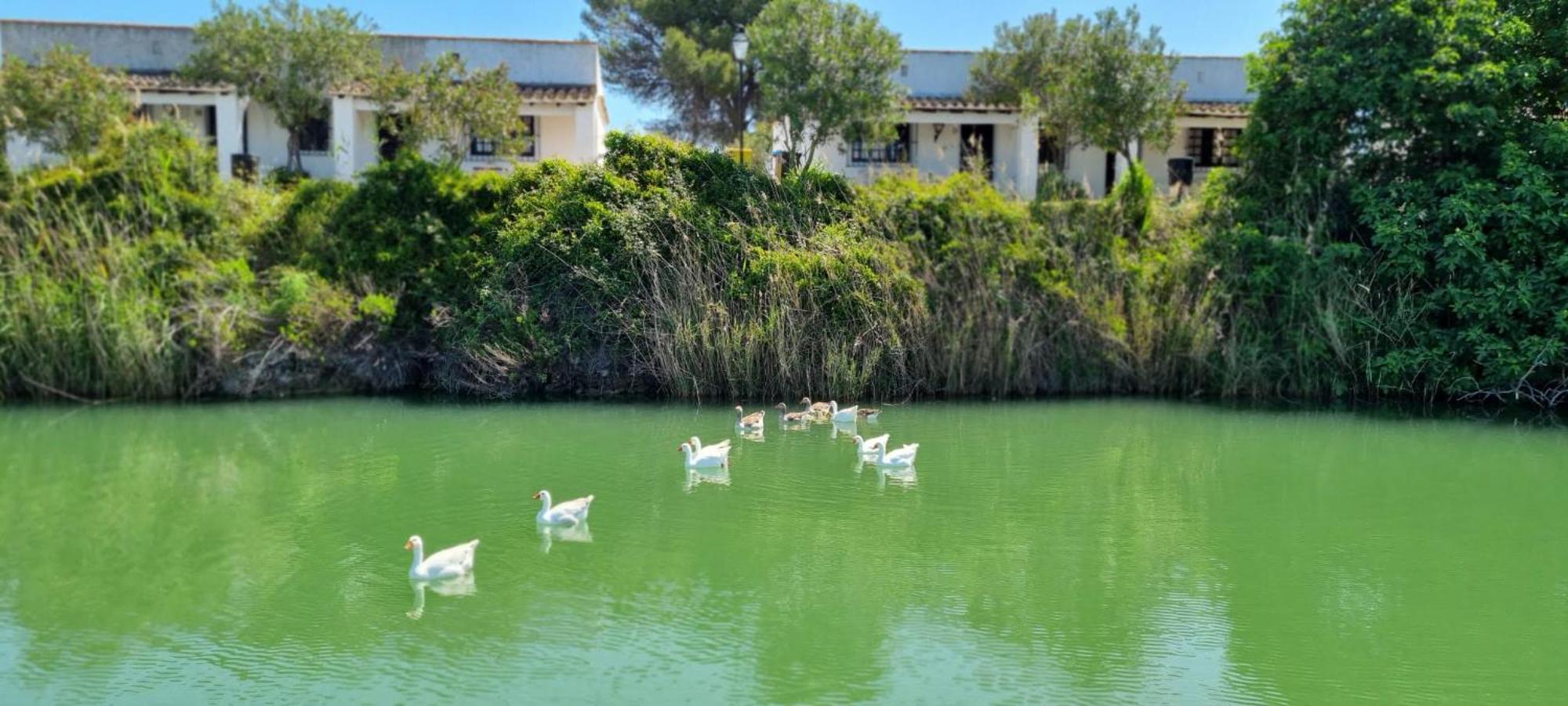 Studio Andalou , Campagne , Chevaux , Piscine Commune Daire Arcos de la Frontera Dış mekan fotoğraf